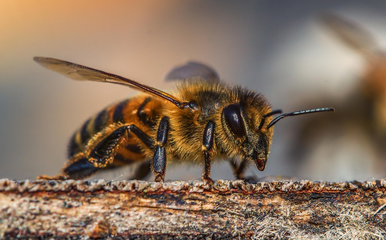 pollen de fleur