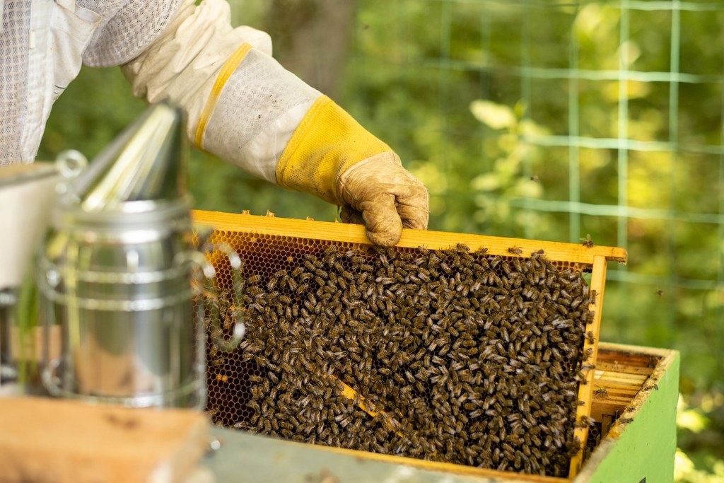 producteur de miel en pays de la loire