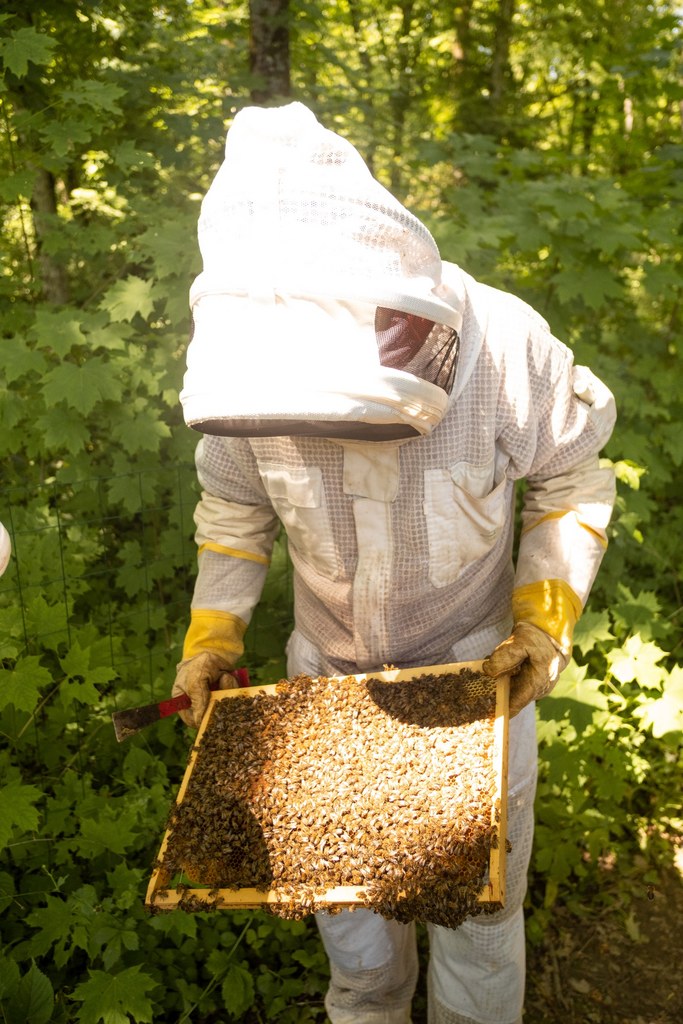 producteur de miel en pays de la loire